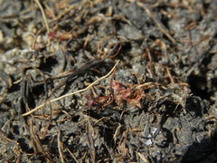 Crassula aquatica