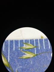 Sphenopholis intermedia