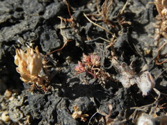 Crassula aquatica