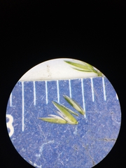 Sphenopholis intermedia