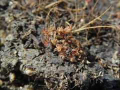 Crassula aquatica