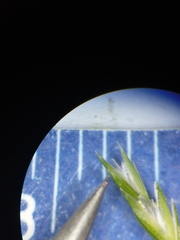 Sphenopholis intermedia