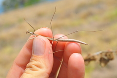 Paramusonia cubensis