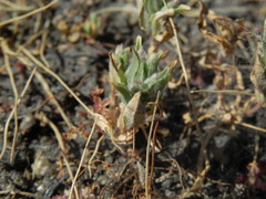 Epilobium campestre