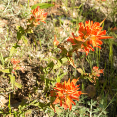 Castilleja applegatei breweri