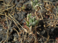 Epilobium campestre