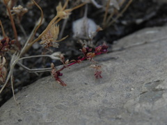 Crassula aquatica