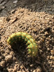 Saturnia pyretorum