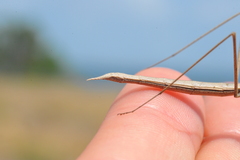 Paramusonia cubensis