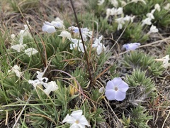 Phlox missoulensis