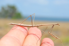 Paramusonia cubensis