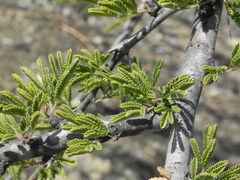 Vachellia farnesiana minuta