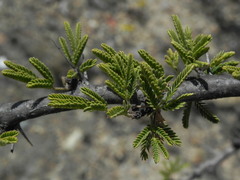 Vachellia farnesiana minuta