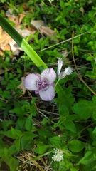 Calochortus tolmiei
