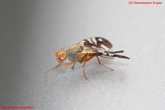 Metasphenisca gracilipes
