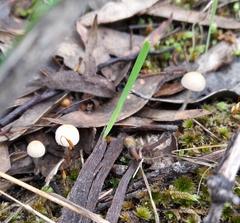 Mycena cystidiosa
