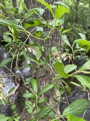 swamp doghobble (Eubotrys racemosus)