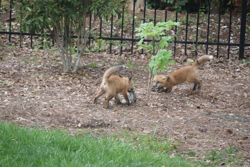 Red Fox photographed in South Carolina