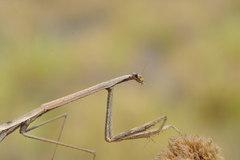 Paramusonia cubensis