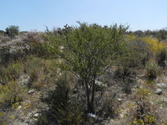 Vachellia farnesiana minuta