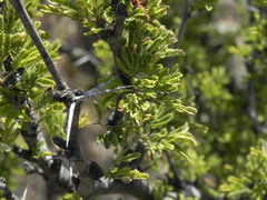 Vachellia farnesiana minuta