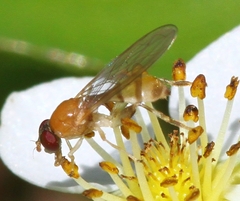 Sphegina