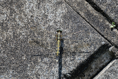 Orthetrum albistylum