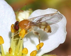 Sphegina
