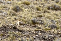 Oreopholus ruficollis