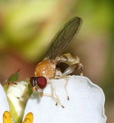 Sphegina