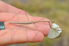 Paramusonia cubensis
