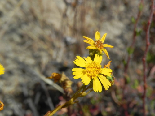 Image of Deinandra conjugens by (c) James C. Davis, some rights reserved (CC BY-SA)