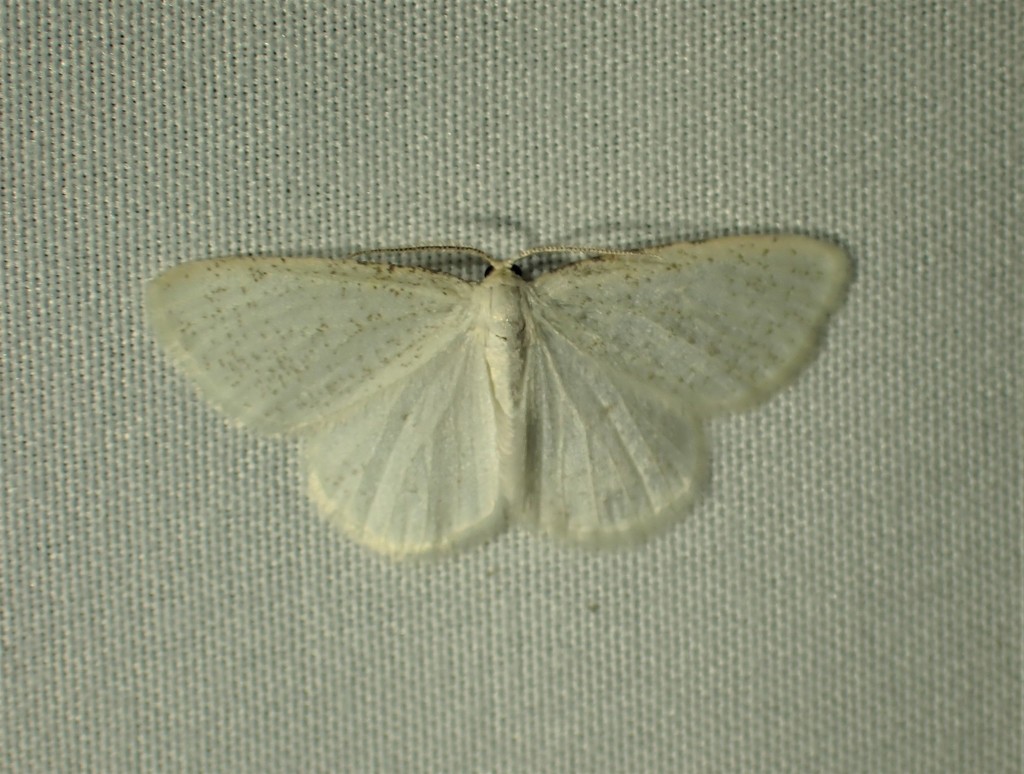 The Virgin Moth