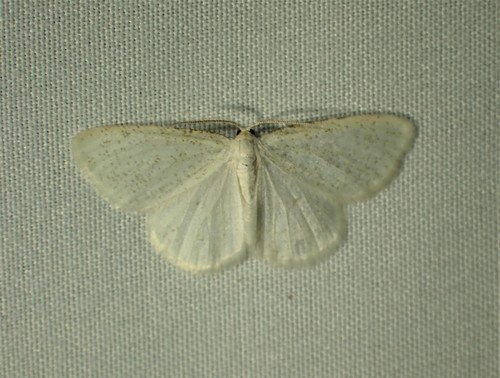 The Virgin Moth