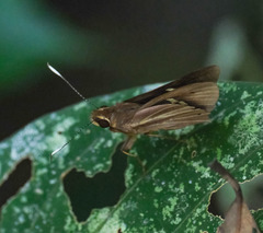 Carystoides cathaea