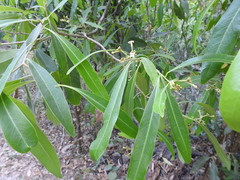 Daphnopsis mexiae