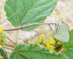 Paramusonia cubensis