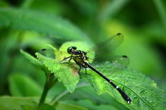 Leptogomphus sauteri formosanus