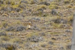 Oreopholus ruficollis