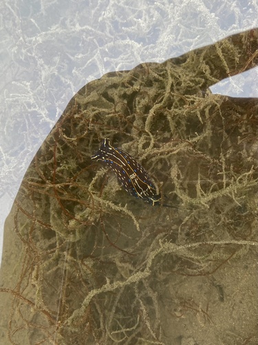 iNaturalist observation photo of California Aglaja