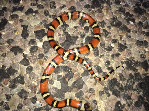 Photo of a Central Plains Milksnake (Lampropeltis gentilis)