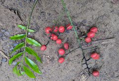 Ganophyllum falcatum