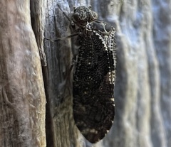 Nimbopsocus