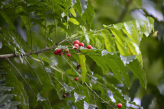 Ganophyllum falcatum