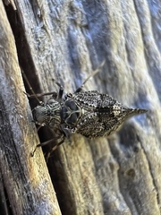 Nimbopsocus