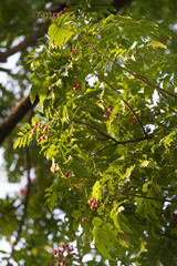 Ganophyllum falcatum