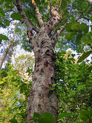 Ganophyllum falcatum