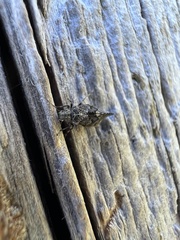 Nimbopsocus