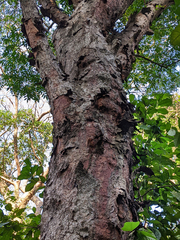 Ganophyllum falcatum