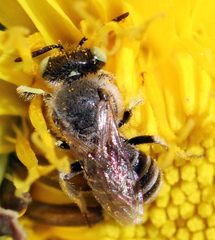 Calliopsima